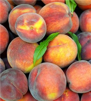 [107000] Pecher Madeleine Rouge - Courson Buisson