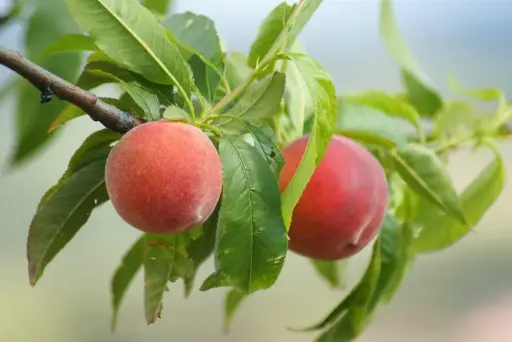 [106108] Pêcher Pêche de vigne Blanche Buisson Pot C7.5 ** Fort prêt à produire **