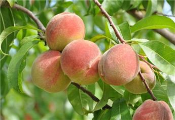 [105371] Pêcher Reine des Vergers Demi Tige Pot ** Fort prêt à produire **