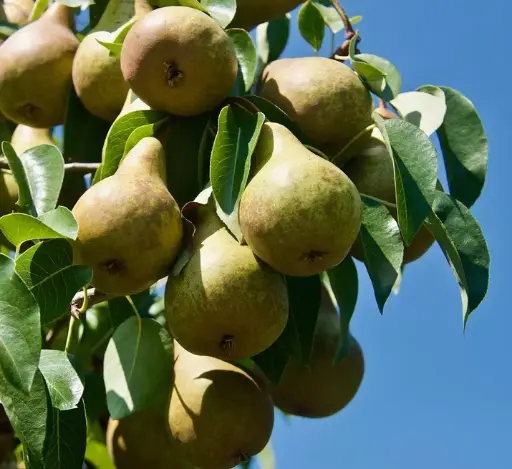 [121240] Poirier Gieser Wildeman Palissé oblique Pot