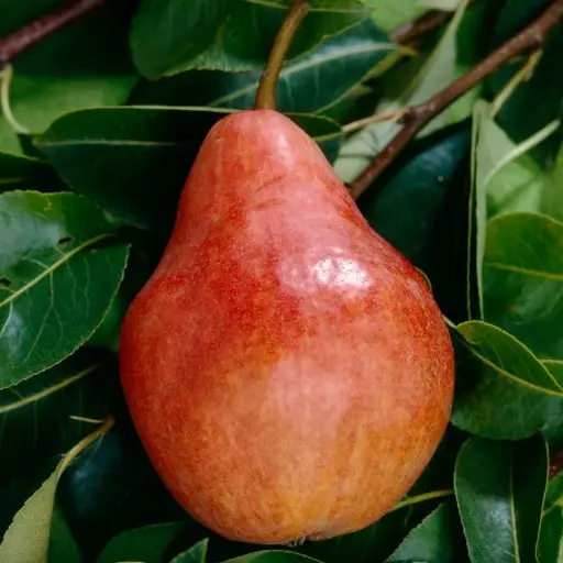 [136407] Poirier colonnaire Moscou® Pot C7.5 ** Autofertile **