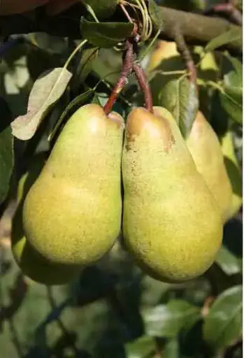 [121245] Poirier Fertilia Buisson Pot C12 Fort prêt à produire