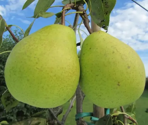 [144335] Poirier colonnaire Pillar Peer Pot ** Autofertile **