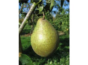 [135881] Poirier Comtesse de Paris Buisson Fort **prêt à produire** / **Autofertile et bon pollinisateur**