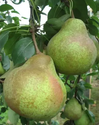 [132903] Poirier Saint Mathieu Demi Tige Pot