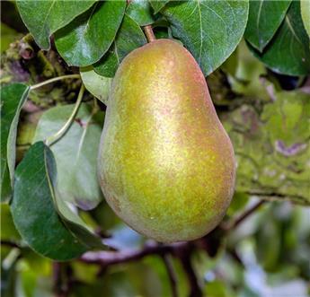 [101306] Poirier Triomphe de Vienne Buisson ** Bon pollinisateur **