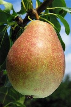 [140778] Poirier Precoce Henin Demi Tige Pot ** FORT - Prêt à produire **