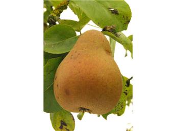[142278] Poirier Beurre Hardy Palissé Palmette Horiz. 5 etg l150 H180 cm Pot **Bon pollinisateur**