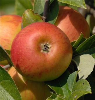 [137926] Pommier Cox S Orange Pippin Palissé Palmette Verrier UU Pot C15 ** XTRA Fort prêt à produire **