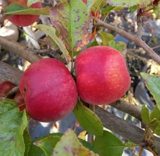 [139378] Pommier Delbard Jubilé® Palissé U Pot ** Fort prêt à produire **
