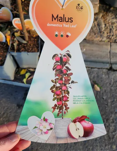 [144346] Pommier Ballerina Red Leaf Pot C5Litres - Colonnaire.