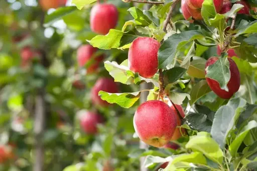 [139995] Pommier Harmonie Buisson ** fort prêt à produire **BIO