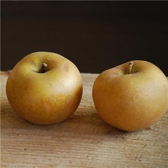 [104924] Pommier Reinette Grise Du Canada Demi Tige