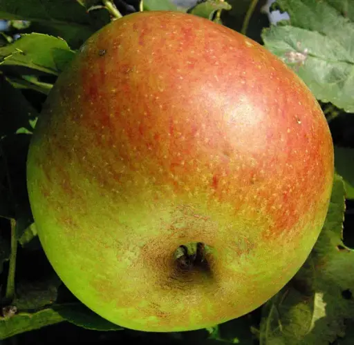 [115728] Pommier Belle De Boskoop Demi Tige ** Fort prêt à produire **