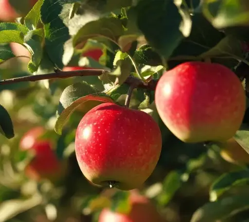 [105786] Pommier Gueule De Mouton Keuleman Demi Tige