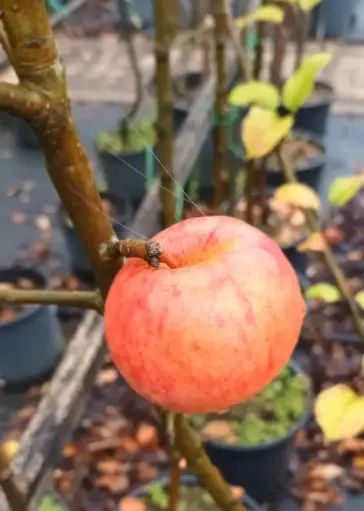 [135887] Pommier Ligita Demi Tige Fort ** Prêt à produire ** ** Résistant aux maladies et aux froid **