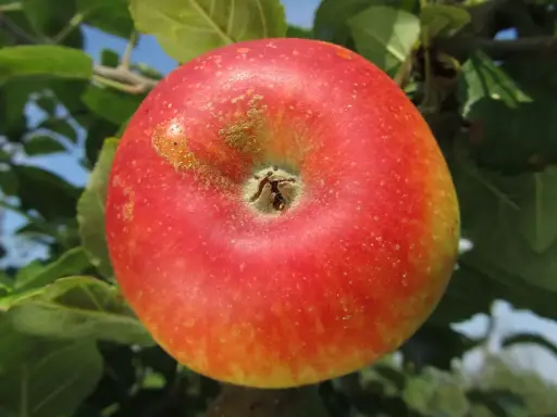 [106270] Pommier Alkmene Buisson Fort ** Prêt à produire **