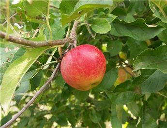 [111525] Pommier Elstar Demi Tige Fort **Prêt à produire**