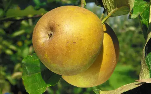 [102084] Pommier Gris Braibant Demi Tige