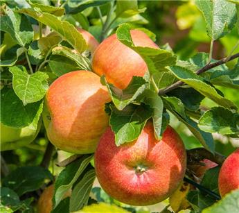 [121111] Pommier James Grieve Buisson Pot ** Xtra Fort prêt à produire ** Très bon pollinisateur
