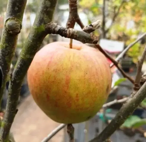 [136022] Pommier Teint Frais Demi Tige Pot **Résistant aux maladies et au froid** / **Autofertile**