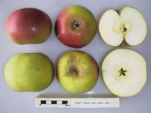 [136022] Pommier Teint Frais Demi Tige Pot **Résistant aux maladies et au froid** / **Autofertile**