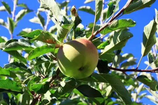 [113030] Pommier Grenadier Buisson Fort **Bon pollinisateur**