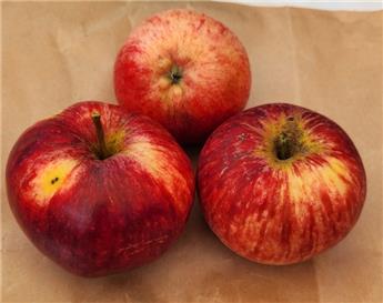 [101392] Pommier Tydeman S Early Demi Tige ** Résistant aux maladies **