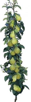 [138013] Prunier colonnaire Toronto Quetsche Pot C7.5