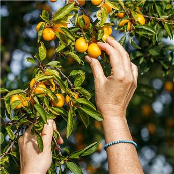[138024] Mirabelle De Metz Buisson Pot ***Prêt à Produire***