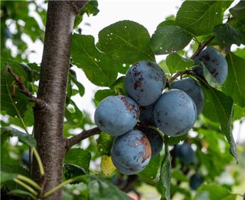 [133072] Prunier Bleue de Belgique Buisson Pot **Prêt à produire**