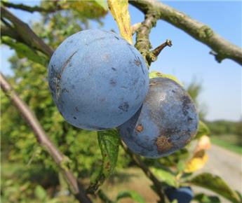 [133070] Prunier Prune de Prince Buisson Fort **Prêt à produire**