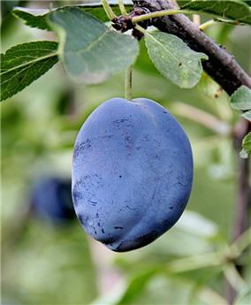 [133123] Prunier Altesse Double de Liège Buisson Fort **Quetsch d'Italie. Prêt à produire.  Autofertile **