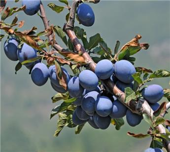 [101403] Prunier Altesse Simple Buisson **Autofertile** (syn. Prune de namur ou Quetsche d'Alsace)