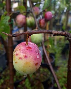 [106107] Prunier Belle de Thuin Buisson