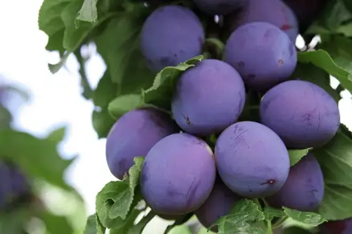 [142275] Reine Claude d'Althan (Conducta) Palissé Palmette Horiz. 5 etg l150 H180 cm Pot ** XTRA Fort prêt à produire **