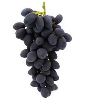 [120332] Vitis vinifera Autumn Royal 160 180 cm XXL Pot C5   ** Noir sans pépins ** Greffée / américain
