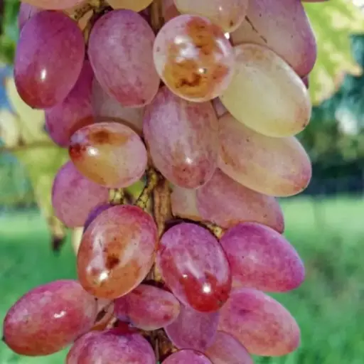 [140144] Vitis vinifera Miss Rosé Pot C4 - Rose - Fort prêt à produire ** Très résistante aux maladies et au froid ** ** Greffé / pied américain **