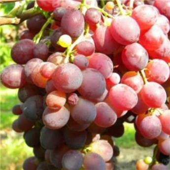 [140148] Vitis vinifera Zemira Pot C3 ** Très résistante aux maladies ** ** Greffé / pied américain **