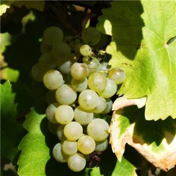 [143952] Vitis vinifera Baco Blanc Pot C3 ** Vigne. Très résistante aux maladies et au froid. Greffé / pied américain **