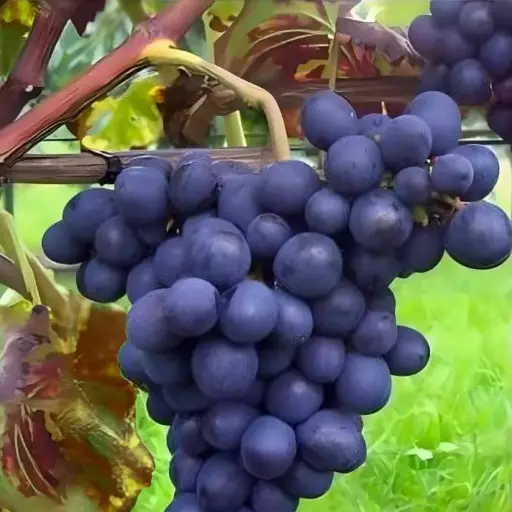 [140741] Vitis vinifera Esther Pot C3 ** Noir - Très résistante aux maladies et au froid **  ** Greffé / pied américain **