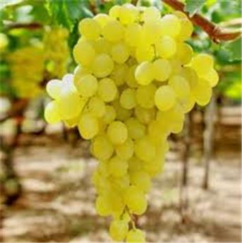 [143960] Vitis vinifera Goldberry (Golden Lady) Blanc Pot C3 ** Sucrée,très résistante aux maladies et au froid ** ** Greffé / pied américain **