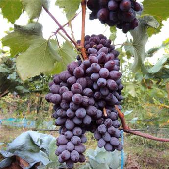 [144133] Vitis vinifera Jupiter Seedless Pot C3 ** Noir sans pépins - Résistant aux maladies et au froid ** ** Greffé / pied américain **