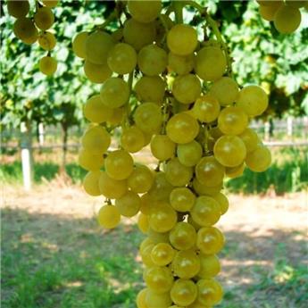 [106194] Vitis vinifera Muscat Polonais Pot C4 ** Raisins blancs très sucré - Résitant au froid et aux maladies ** ** Greffé / pied américain **