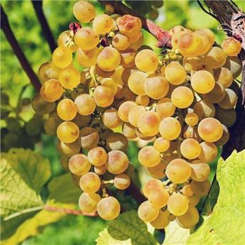 [144130] Vitis vinifera Servant ou Raisin de Noël Pot C3 ** Sucré. Résistant au froid. Greffé / pied américain **