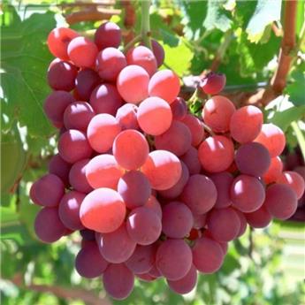 [140742] Vitis vinifera Suffolk Red Pot C4 ** Noir sans pépins; très résistante aux maladies et au froid **