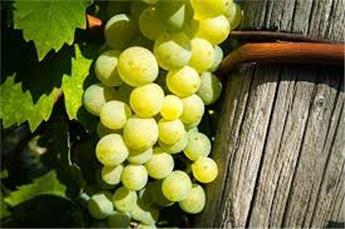 [106201] Vitis vinifera Ampelia® Amandin  Pot C2  **Blanc Sans pépins**