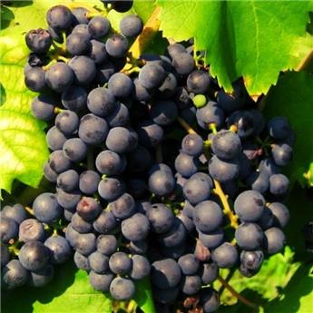 [143953] Vitis vinifera Baco Noir Pot C3 ** Très résistante aux maladies et au froid ** ** Greffé / pied américain **