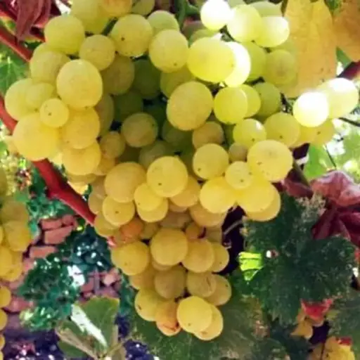 [140738] Vitis vinifera Garant Pot C4 ** Blanc hâtif, résistante aux maladies et au froid ** Greffé / pied américain **