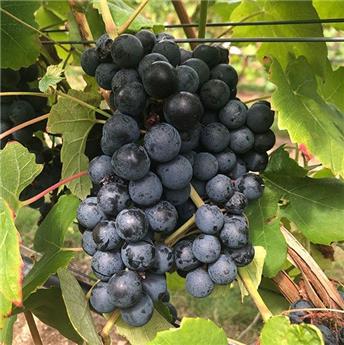[144554] Vitis vinifera Buffalo Greffé  C3 80 100